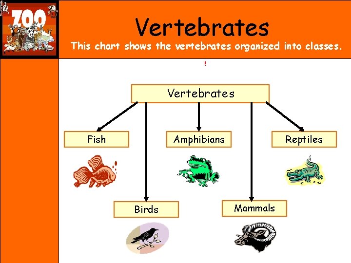 Vertebrates This chart shows the vertebrates organized into classes. ! Vertebrates Fish Amphibians Birds