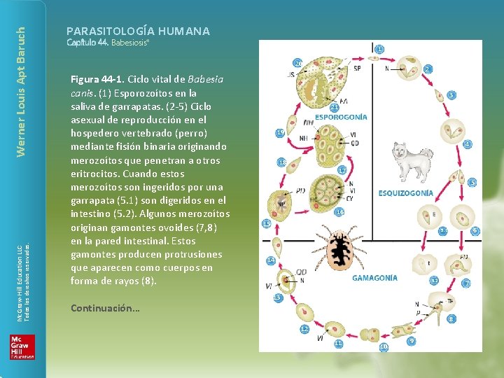 PARASITOLOGA HUMANA Captulo 44 Babesiosis Werner Louis Apt