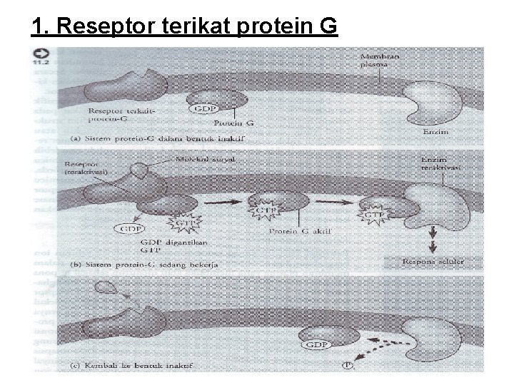 1. Reseptor terikat protein G 