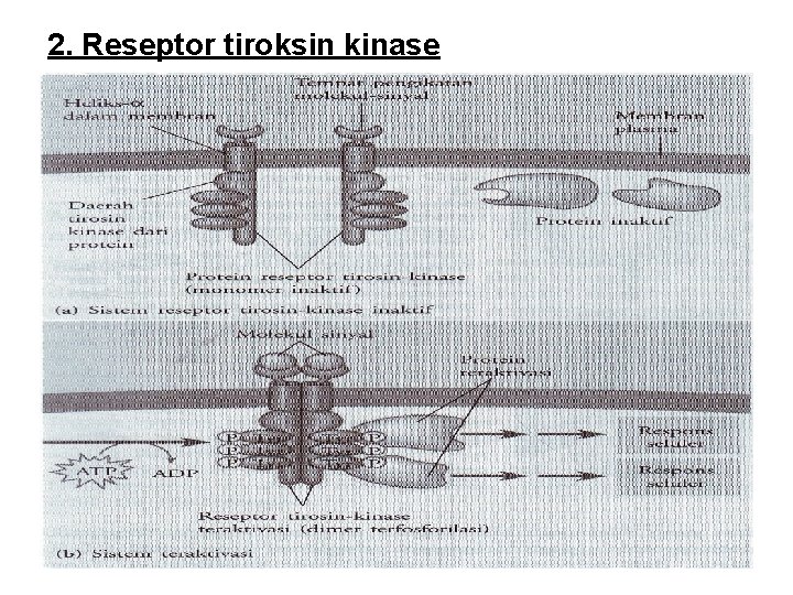 2. Reseptor tiroksin kinase 