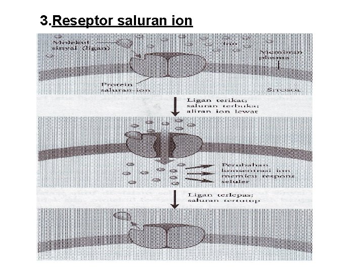 3. Reseptor saluran ion 