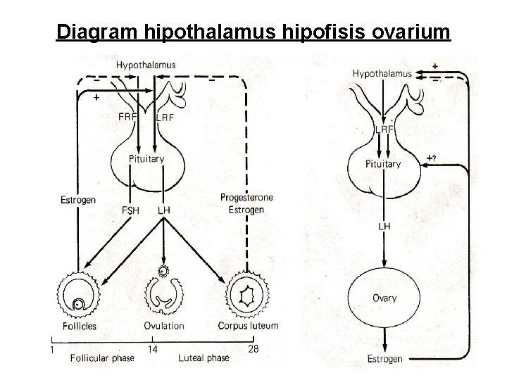 Diagram hipothalamus hipofisis ovarium 