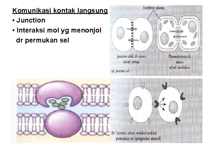 Komunikasi kontak langsung • Junction • Interaksi mol yg menonjol dr permukan sel 