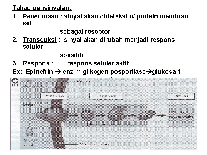 Tahap pensinyalan: 1. Penerimaan : sinyal akan dideteksi o/ protein membran sel sebagai reseptor