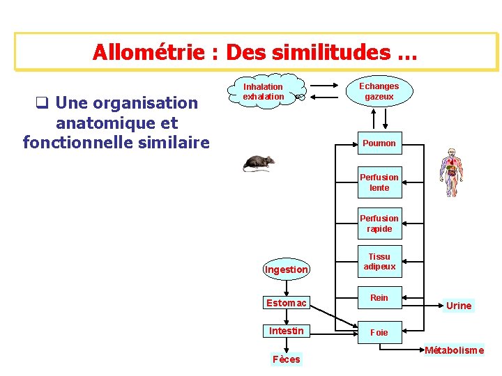 Allométrie : Des similitudes … q Une organisation anatomique et fonctionnelle similaire Inhalation exhalation