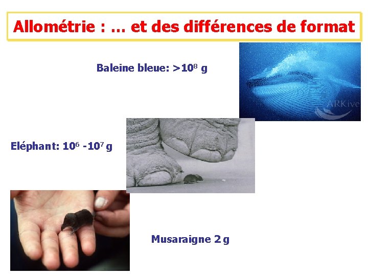 Allométrie : … et des différences de format Baleine bleue: >108 g Eléphant: 106