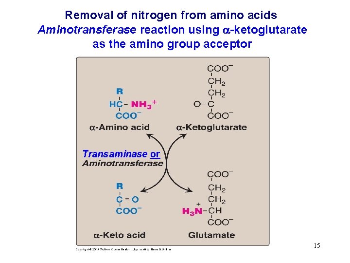 Removal of nitrogen from amino acids Aminotransferase reaction using a-ketoglutarate as the amino group