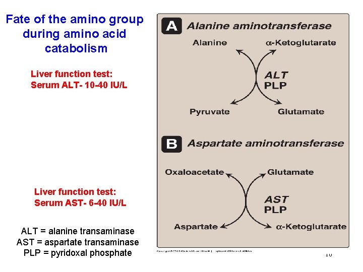 Fate of the amino group during amino acid catabolism Liver function test: Serum ALT-