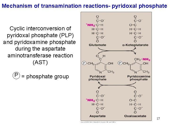 Mechanism of transamination reactions- pyridoxal phosphate Cyclic interconversion of pyridoxal phosphate (PLP) and pyridoxamine