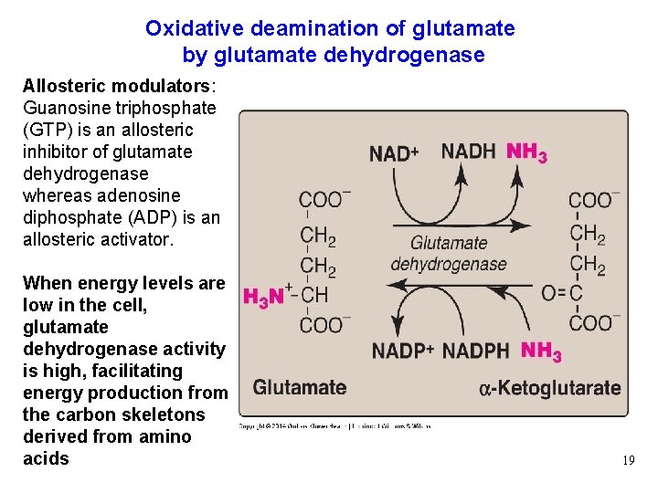 Oxidative deamination of glutamate by glutamate dehydrogenase Allosteric modulators: Guanosine triphosphate (GTP) is an
