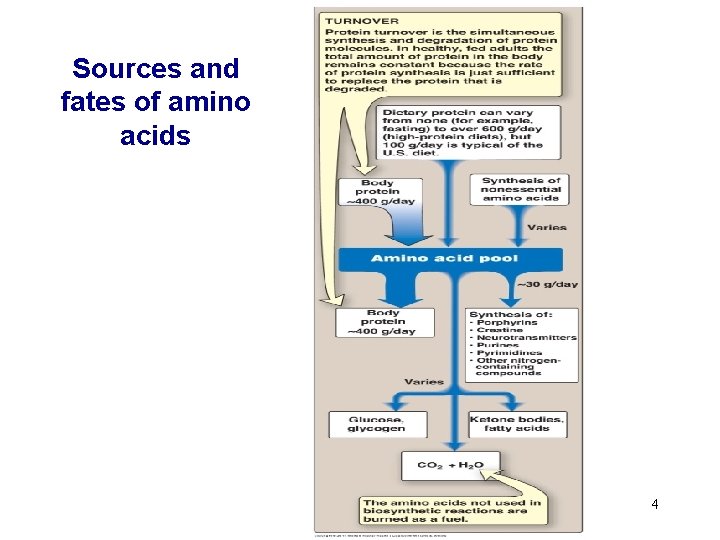 Sources and fates of amino acids 4 