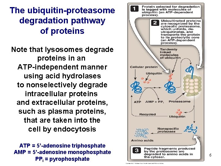 The ubiquitin-proteasome degradation pathway of proteins Note that lysosomes degrade proteins in an ATP-independent