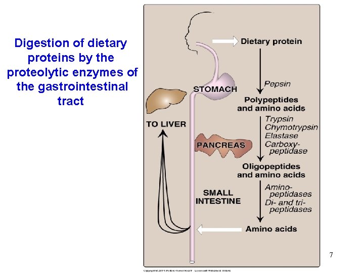 Digestion of dietary proteins by the proteolytic enzymes of the gastrointestinal tract 7 