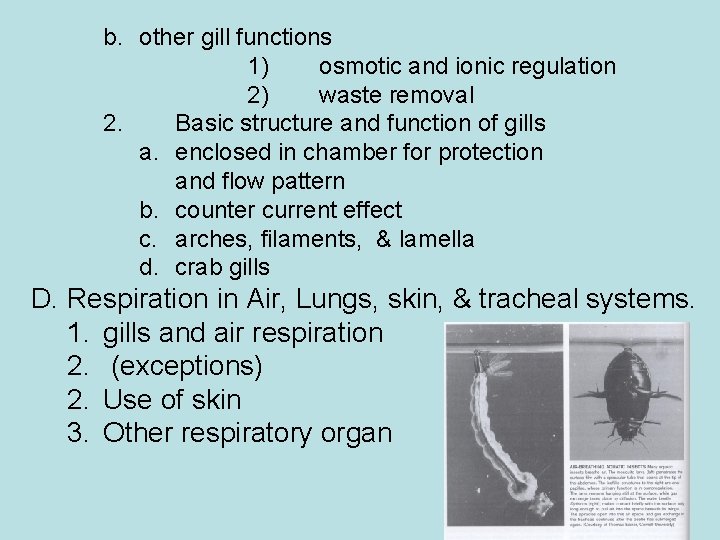 b. other gill functions 1) osmotic and ionic regulation 2) waste removal 2. Basic