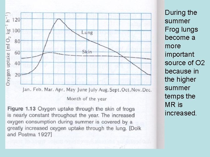 During the summer Frog lungs become a more important source of O 2 because