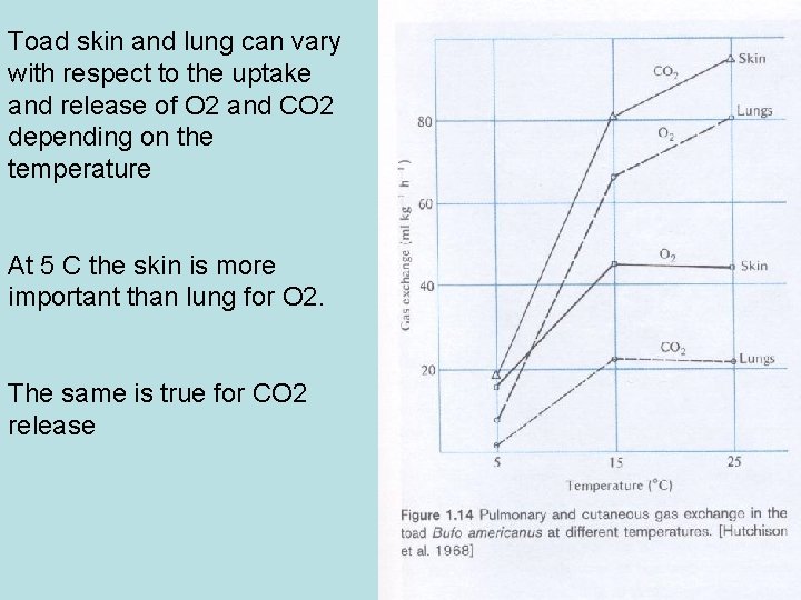 Toad skin and lung can vary with respect to the uptake and release of