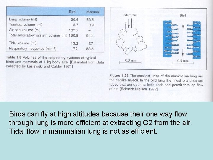 Birds can fly at high altitudes because their one way flow through lung is