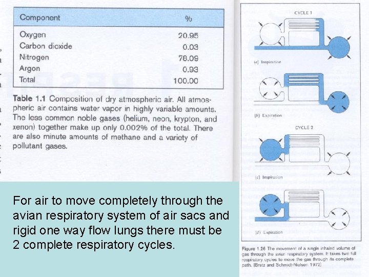 For air to move completely through the avian respiratory system of air sacs and