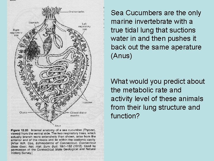 Sea Cucumbers are the only marine invertebrate with a true tidal lung that suctions