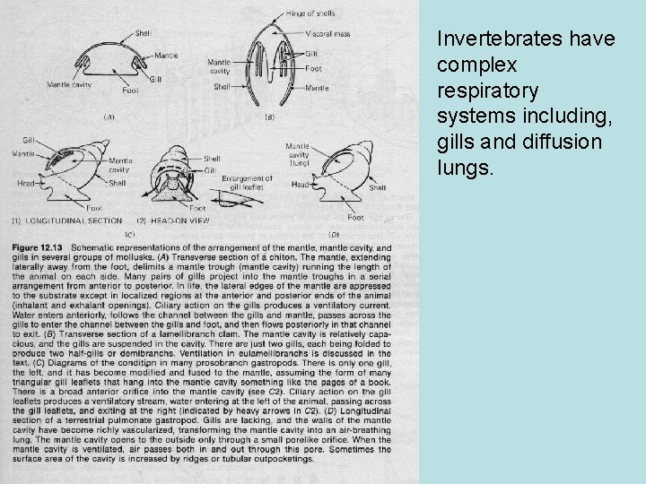 Invertebrates have complex respiratory systems including, gills and diffusion lungs. 