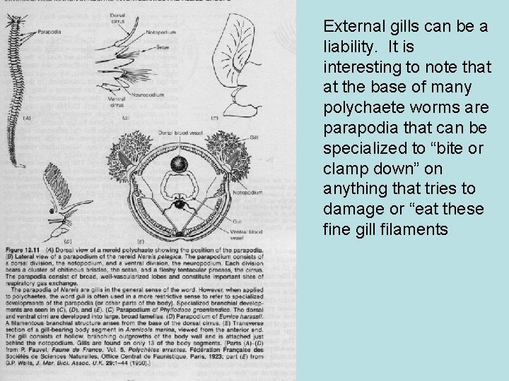 External gills can be a liability. It is interesting to note that at the