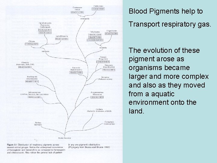 Blood Pigments help to Transport respiratory gas. The evolution of these pigment arose as