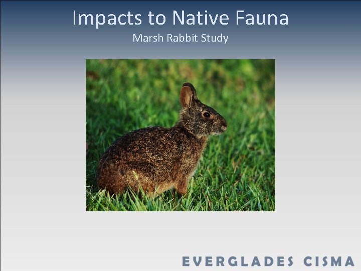 Impacts to Native Fauna Marsh Rabbit Study 