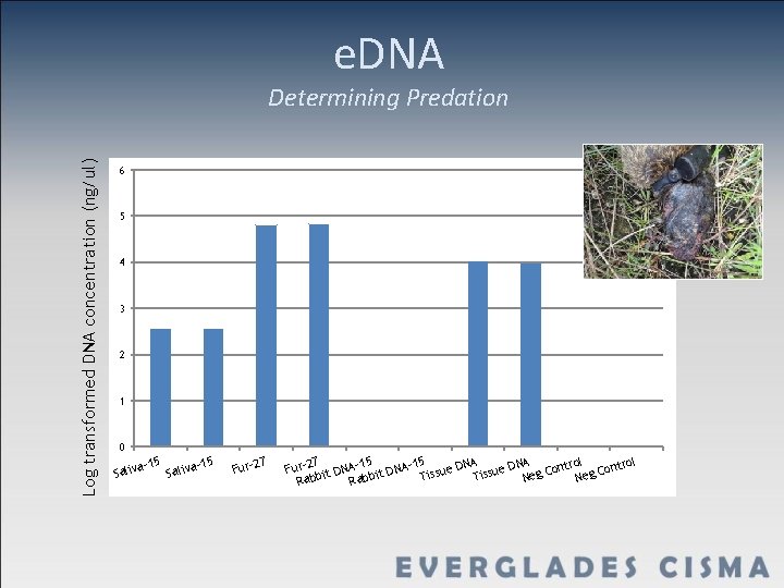 e. DNA Log transformed DNA concentration (ng/ul) Determining Predation 6 5 4 3 2