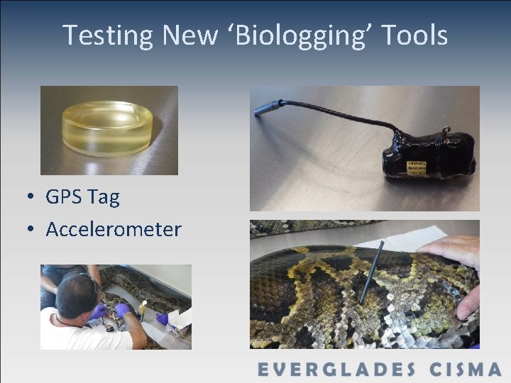 Testing New ‘Biologging’ Tools • GPS Tag • Accelerometer 