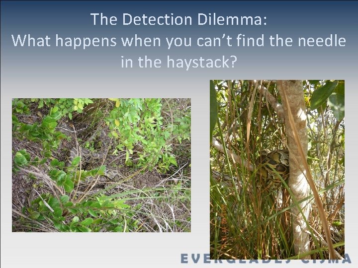 The Detection Dilemma: What happens when you can’t find the needle in the haystack?