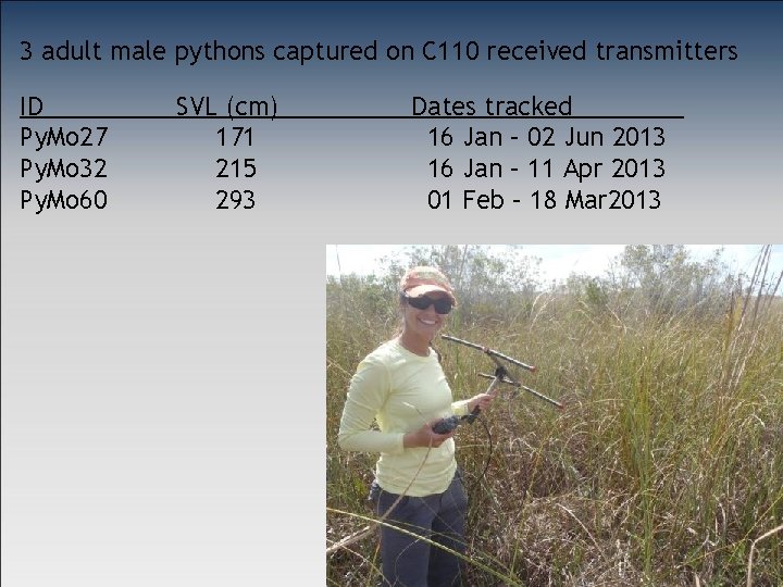 3 adult male pythons captured on C 110 received transmitters ID Py. Mo 27