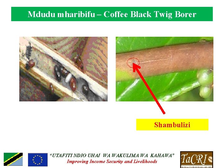 Mdudu mharibifu – Coffee Black Twig Borer Shambulizi “UTAFITI NDIO UHAI WA WAKULIMA WA