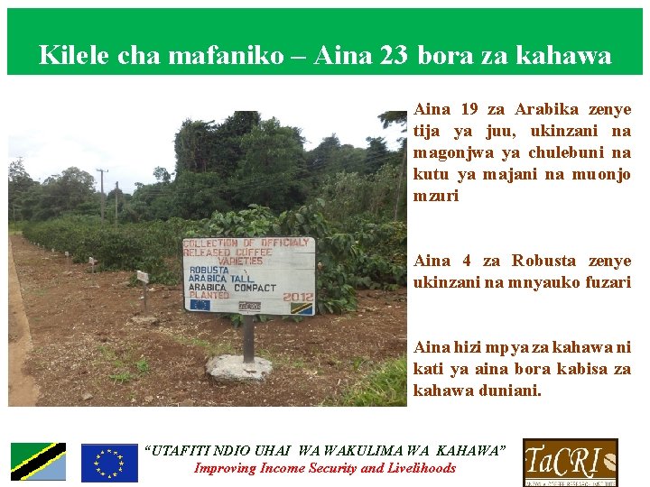 Kilele cha mafaniko – Aina 23 bora za kahawa Aina 19 za Arabika zenye