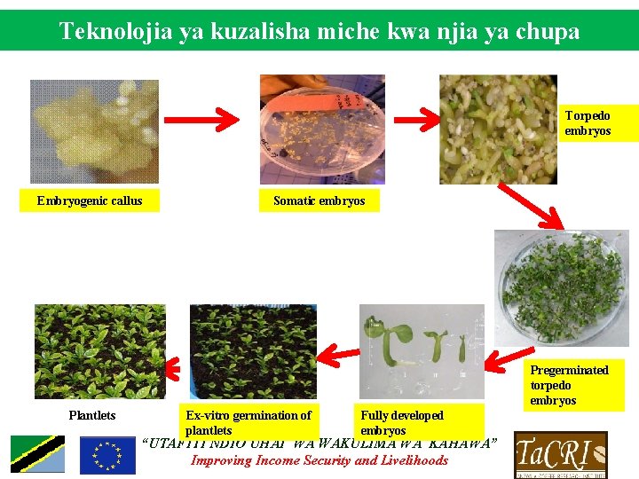 Teknolojia ya kuzalisha miche kwa njia ya chupa Torpedo embryos Embryogenic callus Somatic embryos