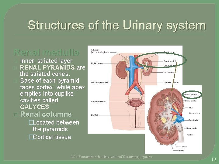 Structures of the Urinary system Renal medulla � � � Inner, striated layer RENAL