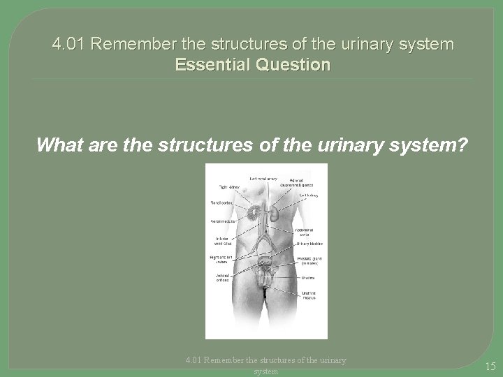 4. 01 Remember the structures of the urinary system Essential Question What are the