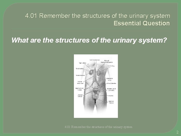 4. 01 Remember the structures of the urinary system Essential Question What are the