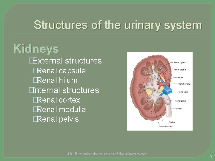 Structures of the urinary system Kidneys �External structures �Renal capsule �Renal hilum �Internal structures