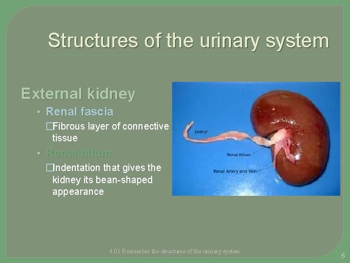 Structures of the urinary system External kidney • Renal fascia �Fibrous layer of connective