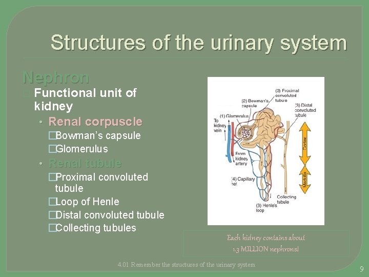 Structures of the urinary system Nephron � Functional unit of kidney • Renal corpuscle