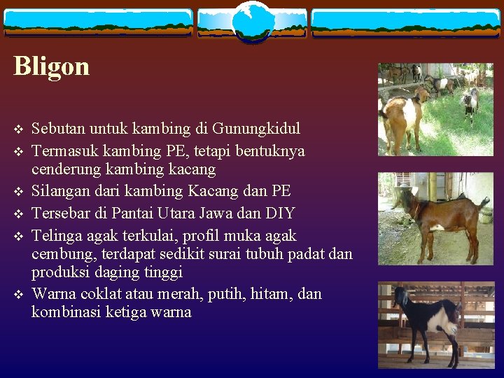 Bligon v v v Sebutan untuk kambing di Gunungkidul Termasuk kambing PE, tetapi bentuknya