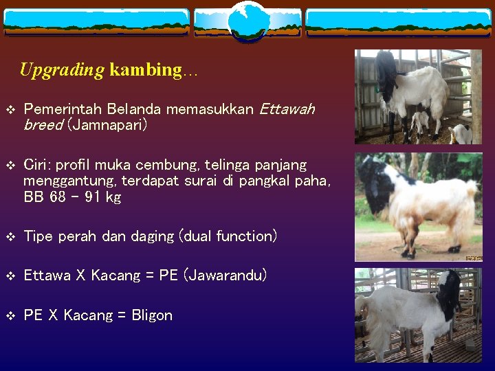 Upgrading kambing… v Pemerintah Belanda memasukkan Ettawah breed (Jamnapari) v Ciri: profil muka cembung,