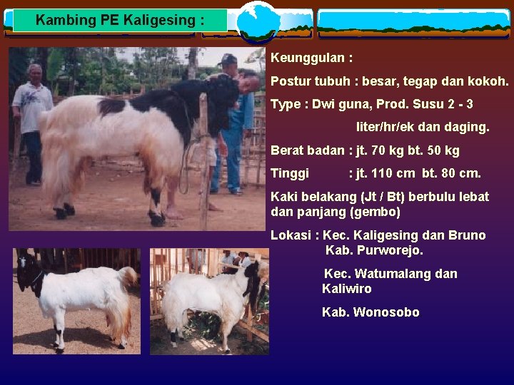 Kambing PE Kaligesing : Keunggulan : Postur tubuh : besar, tegap dan kokoh. Type