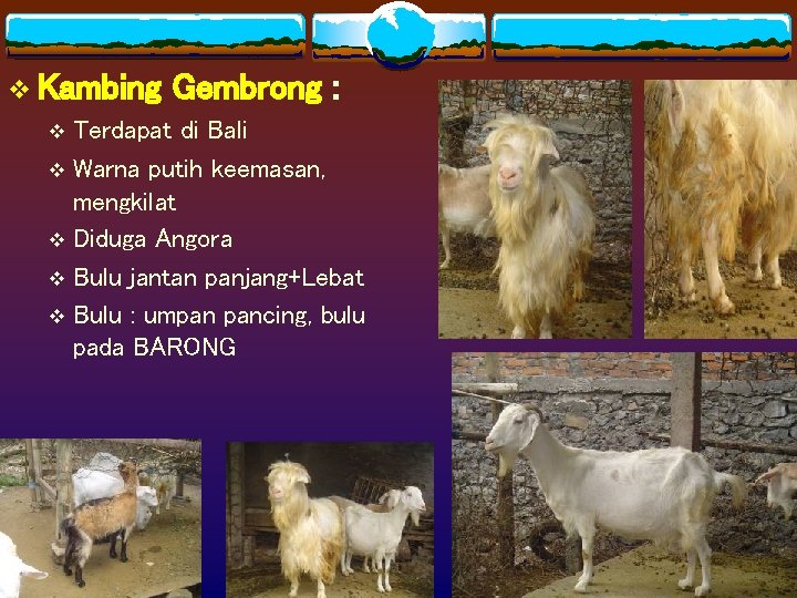 v Kambing Gembrong : v Terdapat di Bali v Warna putih keemasan, mengkilat v