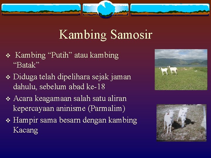 Kambing Samosir Kambing “Putih” atau kambing “Batak” v Diduga telah dipelihara sejak jaman dahulu,