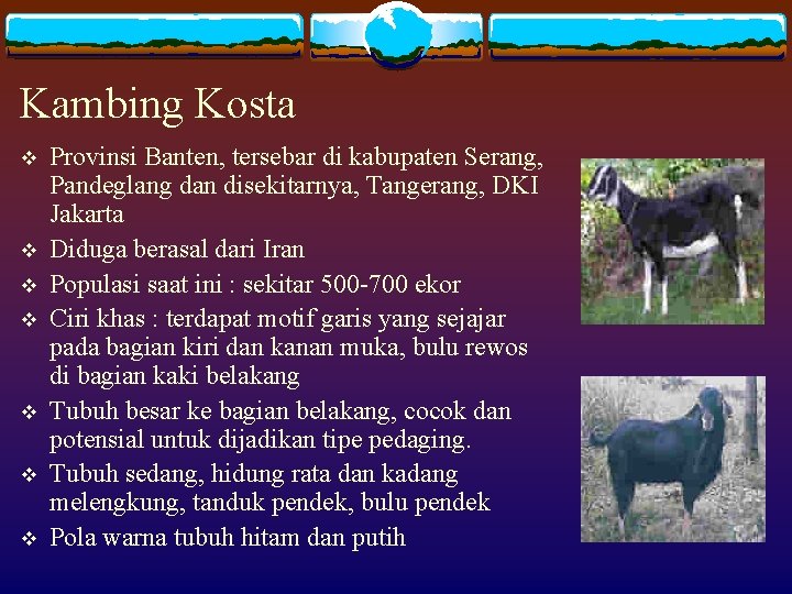 Kambing Kosta v v v v Provinsi Banten, tersebar di kabupaten Serang, Pandeglang dan