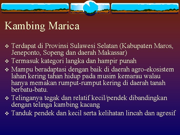 Kambing Marica Terdapat di Provinsi Sulawesi Selatan (Kabupaten Maros, Jeneponto, Sopeng dan daerah Makassar)