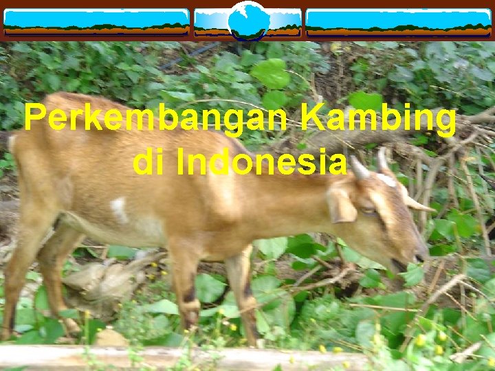 Perkembangan Kambing di Indonesia 