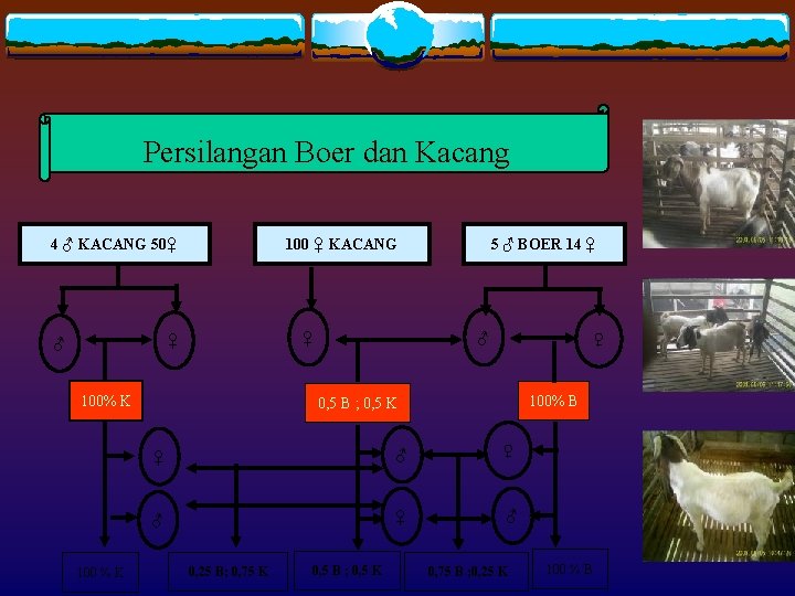 Persilangan Boer dan Kacang 4 ♂ KACANG 50♀ 100 ♀ KACANG ♀ ♀ ♂