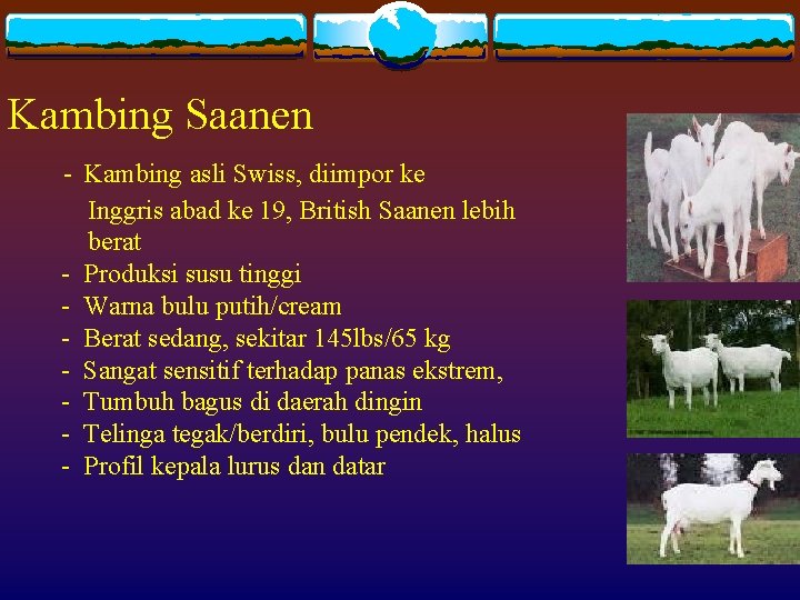 Kambing Saanen - Kambing asli Swiss, diimpor ke Inggris abad ke 19, British Saanen
